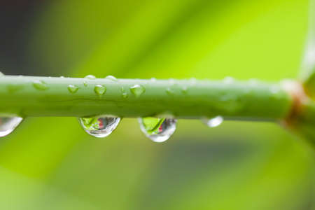 Water Drops on the Leafの写真素材