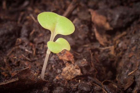 Closeup of small saplings