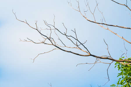 branch