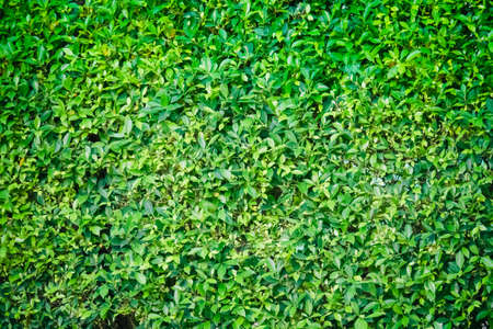 green leavesの写真素材