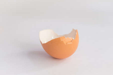 egg shell