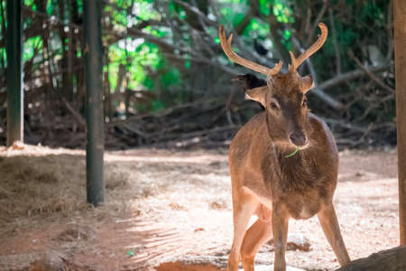 Eld's deerの写真素材