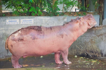 Hippopotamusの写真素材