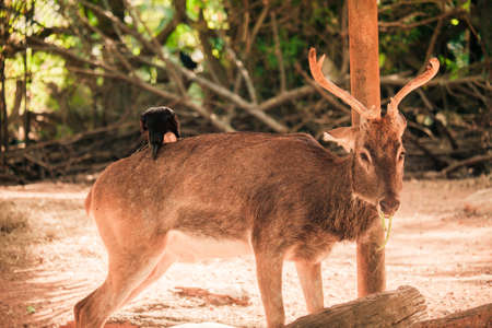 Eld's deerの写真素材