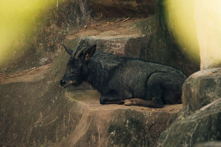chamois in mountainsの写真素材