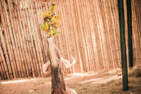 Eld's deerの写真素材