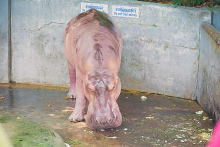 Hippopotamusの写真素材