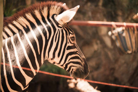 Zebraの写真素材