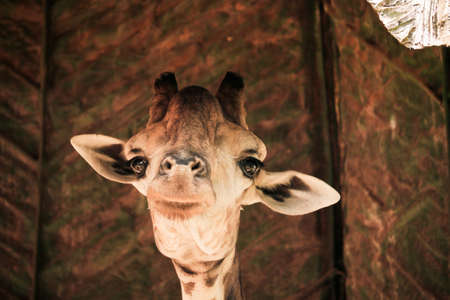 A giraffeの写真素材