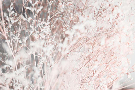 Winter background of dry grassの写真素材