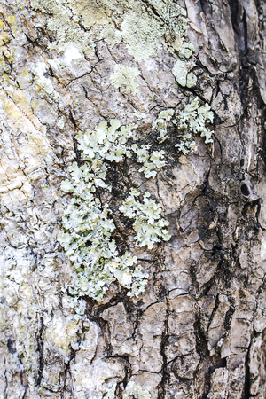 Tree bark covered with tiny plantsの写真素材