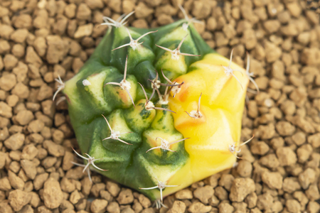 Beautiful cactus in potの写真素材