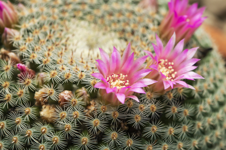 Beautiful pink cactus flowers in the gardenの写真素材