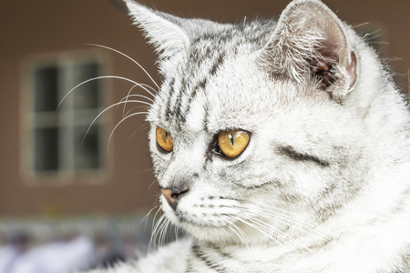 A cat with yellow eyes looking for preyの写真素材