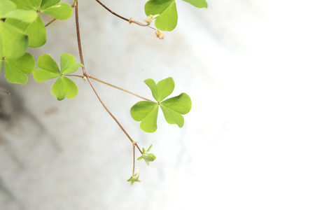 Three leaf clovers Oxalis acetosella - Close up fresh leavesの写真素材