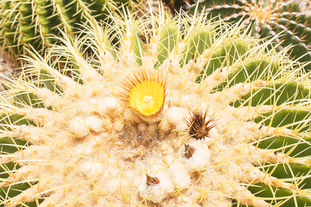 Closeup of Golden Barrel Cactus, Echinocactus grusoniiの写真素材