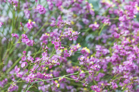 Beautiful purple grass flower in the gardenの写真素材