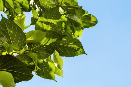 Mulberry green leaves on a blue sky background