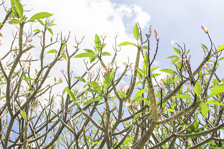 Background of Plumeria (frangipani) treeの写真素材