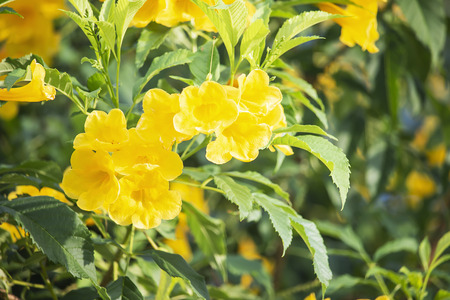 Trumpetflower or Yellow trumpet-flower Beautiful in the garden