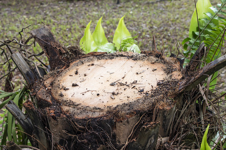 The tree was cut in the forestの写真素材