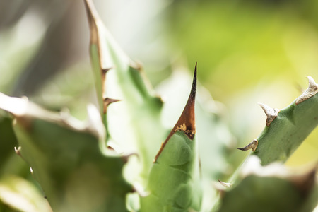 Agave planted in the garden. Focus on the thorns