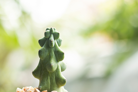 Pretty cactus in the gardenの写真素材