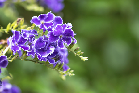 Purple flowers in the gardenの写真素材