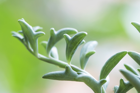 Dolphin Succulents plant (Senecio peregrinus) Dolphin necklaceの写真素材