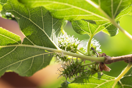 Fresh new mulberry on the trees in the gardenの写真素材