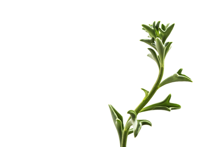 Dolphin Succulents plant (Senecio peregrinus) Dolphin necklaceの写真素材