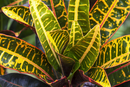 Garden Croton leaves are beautifully color interchangeablyの写真素材