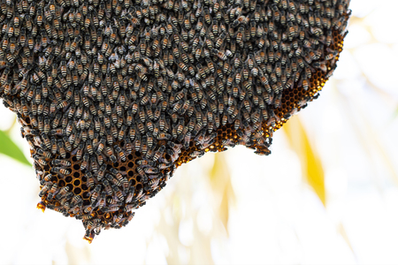 The bees swarm at the nest on the tree