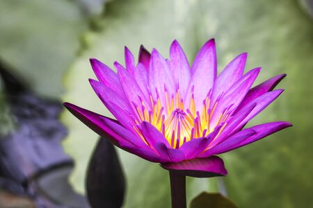 Yellow flower of beautiful purple lotusの写真素材