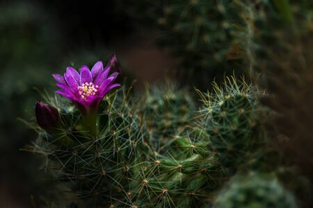 Beautiful purple cactus flowers on a tree with spikesの写真素材
