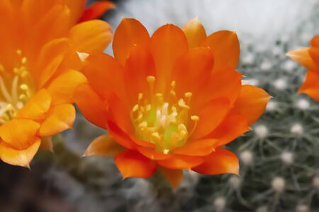 Focus on beautiful cactus flowersの写真素材