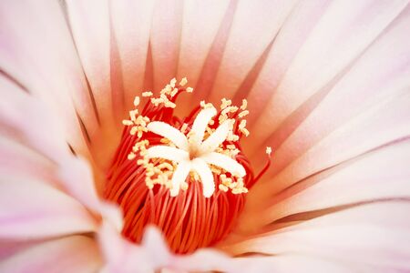 Beautiful pollen focusの写真素材