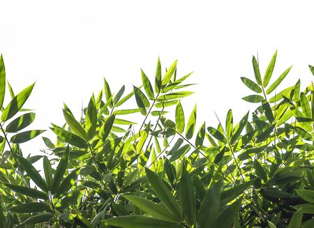 Bamboo leaves green on a white backgroundの写真素材