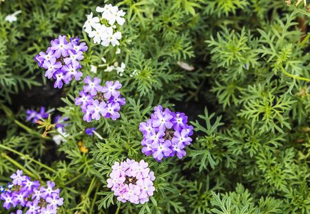 Beautiful purple flowers in the gardenの写真素材