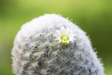 Beautiful cactus flowers on the tree with soft white furの写真素材