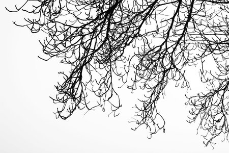 Dry branches on a white backgroundの写真素材