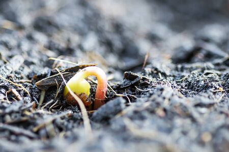 The sapling sprouts from the seedの写真素材
