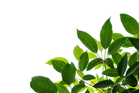 Light and dark leaves on a white background