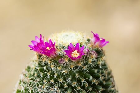 Beautiful pink cactus flowers in the gardenの写真素材