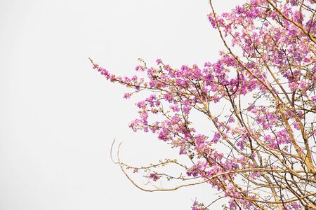 Many pink and white flowers on the treeの写真素材