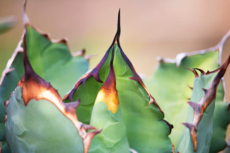 The agave leaves have sharp spines