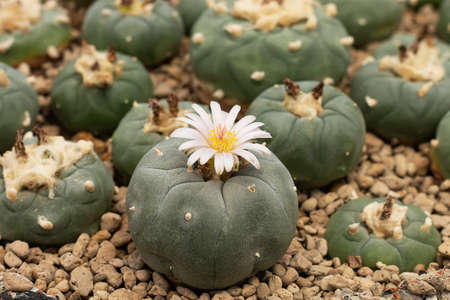 The cactus stems are beautifully patterned with spikesの写真素材