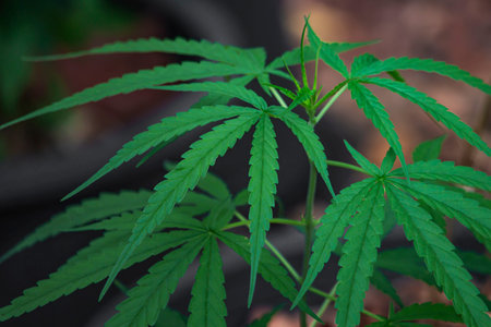 The cannabis plant is grown with an organic form as a medicine
