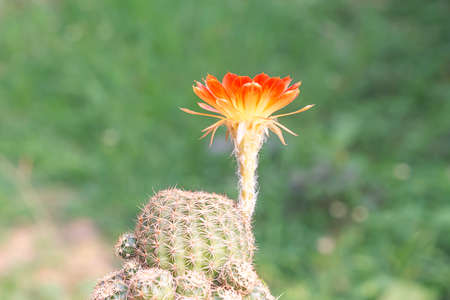 Beautiful yellow cactus flowers on spikesの写真素材