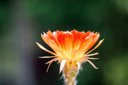 Beautiful yellow cactus flowers on spikesの写真素材